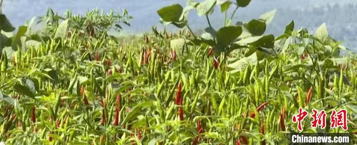 资料图。马金莲带领村民发展起旱地朝天椒种植和蔬菜大棚建设。　柳林县融媒体中心供图
