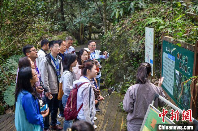 图为海外华文媒体人士走进海南热带雨林国家公园五指山片区参观。　骆云飞 摄