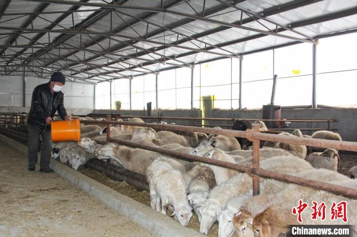在赵寿娟家的羊圈里，工人正在喂羊。　李华北 摄