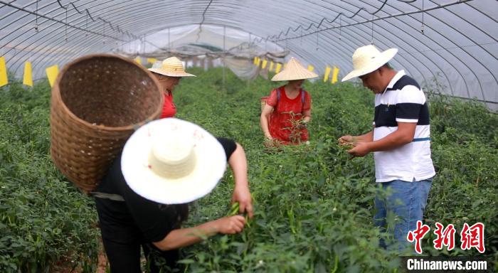 图为辣椒种植基地。　重庆市荣昌区市场监督管理局 供图
