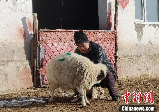 图为牧民田金贵正在照顾刚出生的小羊羔。　苏日娜 摄