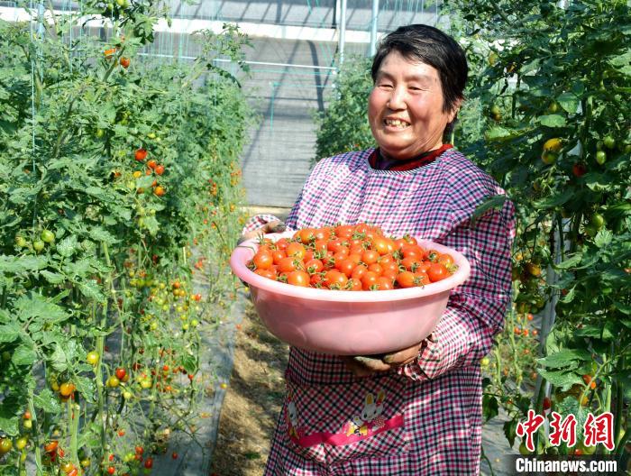 在山东枣庄台儿庄区马兰屯镇按揭农业基地，菜农们正在采摘西红柿。　贾礼章 摄