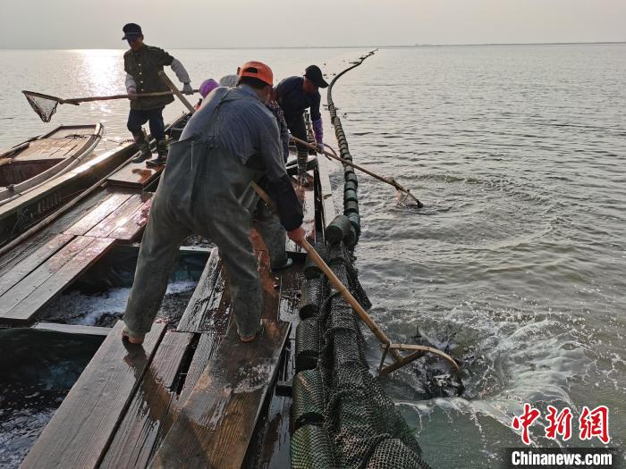 江苏余年农林生态发展有限公司的工作人员正在滆湖中投放鱼苗。　金子洋 摄