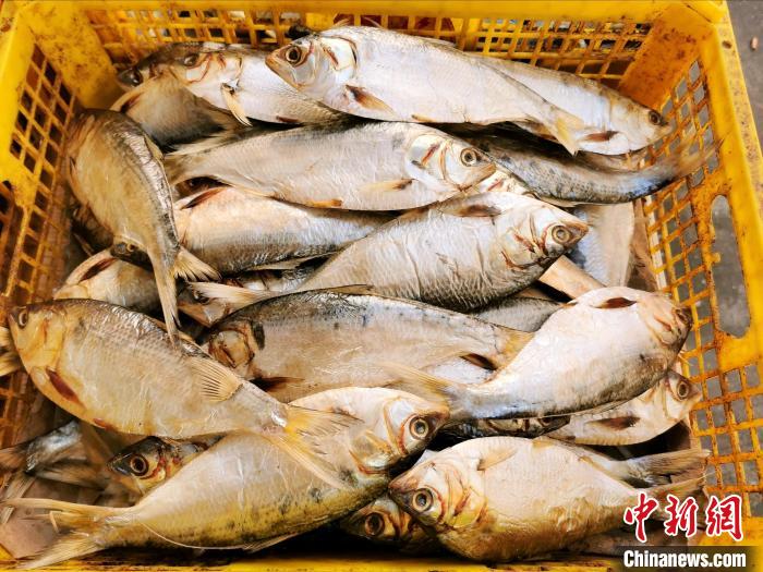 台山市当地菜市场中销售的黄鱼干 李晓春 摄