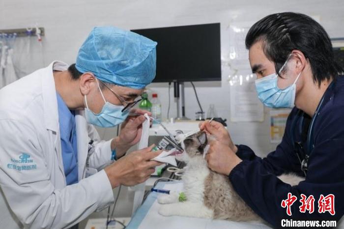 靳存宝(左)在手术室为即将手术的宠物做术前准备 陆一平 摄